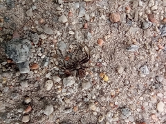 Xysticus cristatus