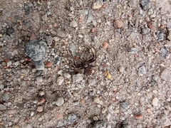 Xysticus cristatus