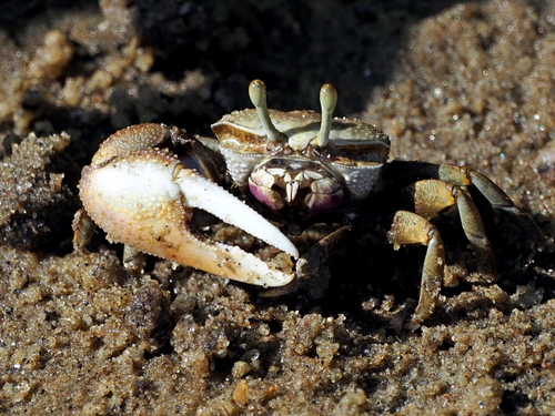 West African Fiddler Crab