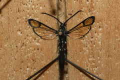 Synanthedon