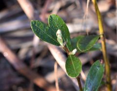Chamaedaphne calyculata