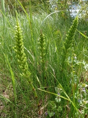 Equisetum arvense