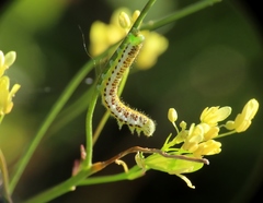 Anthocharis euphenoides