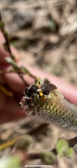 Andrena clarkella