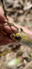 Andrena clarkella