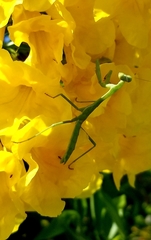 Stagmomantis resacae