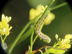 Anthocharis euphenoides