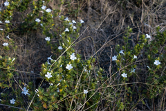 Barleria elegans orientalis