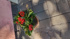 Kalanchoe
