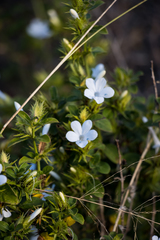 Barleria elegans orientalis