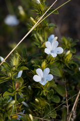 Barleria elegans orientalis