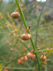 Tersonia cyathiflora