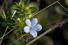 Barleria elegans orientalis