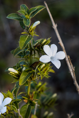 Barleria elegans orientalis