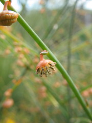 Tersonia cyathiflora