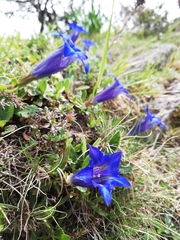 Gentiana occidentalis