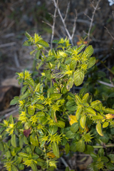 Barleria elegans orientalis