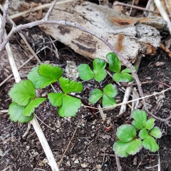 Ligusticum scothicum hultenii