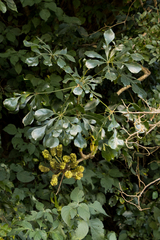 Cussonia nicholsonii