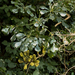 Cussonia nicholsonii - Photo (c) graham_g,  זכויות יוצרים חלקיות (CC BY-NC)
