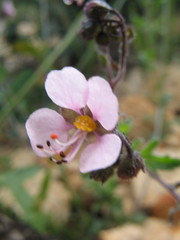 Diplopeltis huegelii huegelii