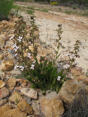 Stylidium pycnostachyum