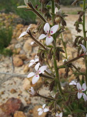 Stylidium pycnostachyum