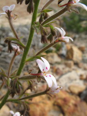 Stylidium pycnostachyum