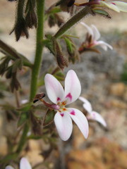 Stylidium pycnostachyum