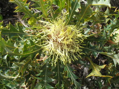 Banksia armata