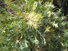 Banksia armata