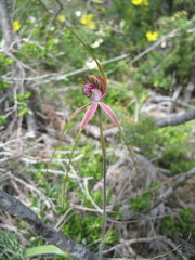Caladenia lorea