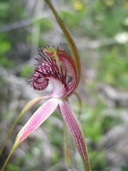 Caladenia lorea