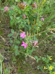 Dianthus armeria