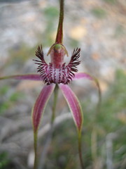 Caladenia lorea