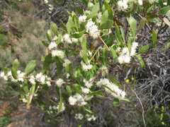Hakea anadenia