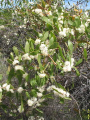 Hakea anadenia