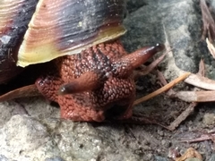 Monadenia infumata callidina