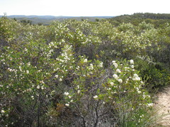 Hakea anadenia