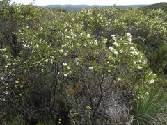 Hakea anadenia