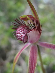 Caladenia lorea