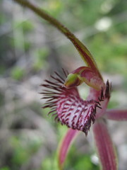 Caladenia lorea