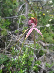 Caladenia lorea