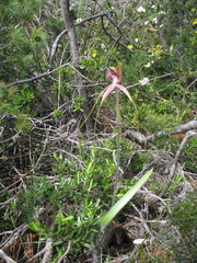 Caladenia lorea