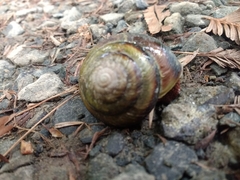 Monadenia infumata callidina