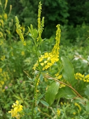 Melilotus officinalis