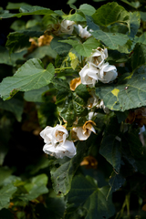 Dombeya tiliacea