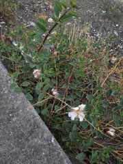 Capparis spinosa