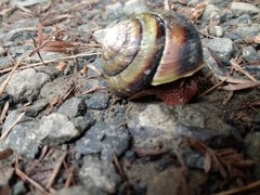 Monadenia infumata callidina