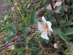 Capparis spinosa